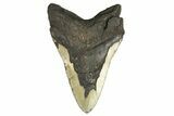 Fossil Megalodon Tooth - Huge NC Meg #298823-2